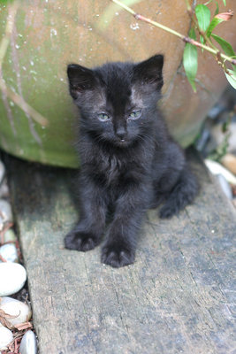 Taquito - Domestic Medium Hair Cat