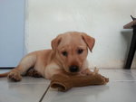 Mansi - Mixed Breed Dog