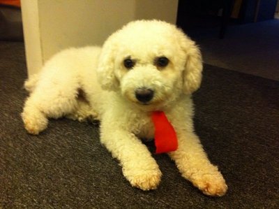 Norbu - Poodle Dog