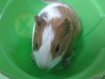 3-4 Piggies For Adoption - Guinea Pig Small & Furry