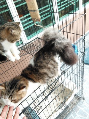 Gemok - Persian + Domestic Short Hair Cat