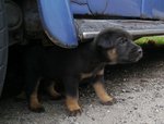 peeking out from the old car