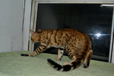 Golden Rosetted Bengal - Bengal Cat