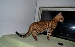 Golden Rosetted Bengal - Bengal Cat