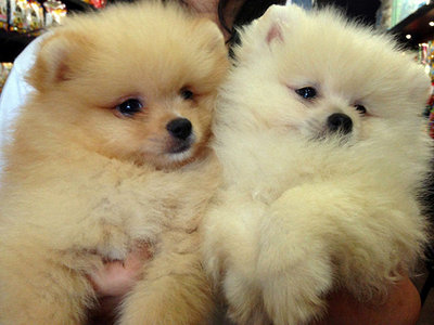 Pomeranian - Thick Coat And Short F - Pomeranian Dog