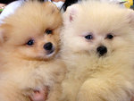 Pomeranian - Thick Coat And Short F - Pomeranian Dog