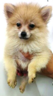 Little Qq Brown Pomeranian - Pomeranian Dog