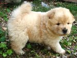 Thick Fur Cream Chow Chow