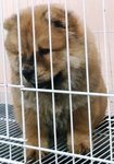 Thick Fur Brown Chow Chow - Chow Chow Dog