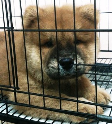 Thick Fur Brown Chow Chow - Chow Chow Dog