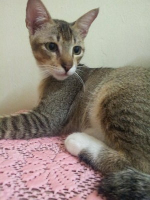 Kecik - Abyssinian + Domestic Short Hair Cat