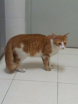 Kuning - Persian + Domestic Medium Hair Cat