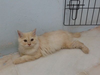 Owen - Persian Cat