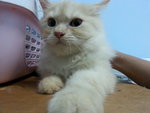 Owen - Persian Cat