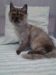 Chocogurl Exotic Shorthair  - Exotic Shorthair + Domestic Long Hair Cat