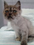 Chocogurl Exotic Shorthair  - Exotic Shorthair + Domestic Long Hair Cat