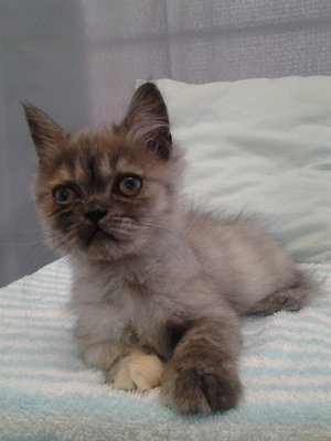 Chocogurl Exotic Shorthair  - Exotic Shorthair + Domestic Long Hair Cat