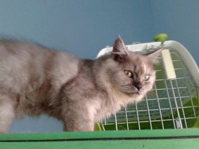 Omi - Persian Cat