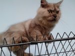 Omi - Persian Cat