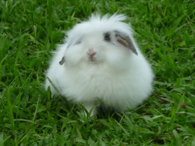 Memey - Lop Eared Rabbit