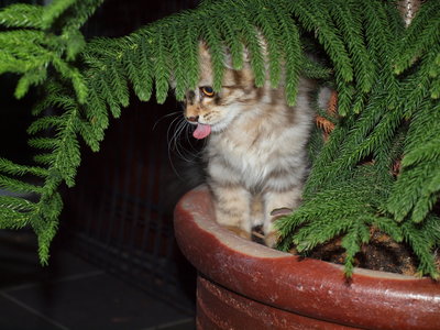 Alex (Belang) - Maine Coon + Persian Cat