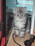 Marty (Jlo Junior) - Maine Coon + Persian Cat