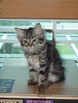 Melmen (Comot) - Maine Coon + Persian Cat