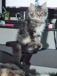 Melmen (Comot) - Maine Coon + Persian Cat