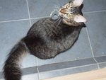 Shadow-female(adopted)