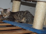 Frodo (male)-adopted