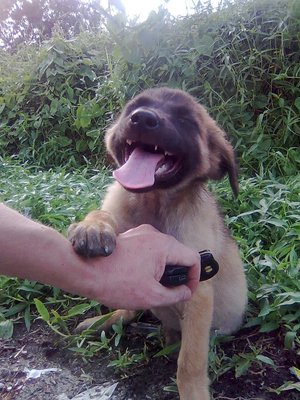 Posie, The Super Posery - Mixed Breed Dog