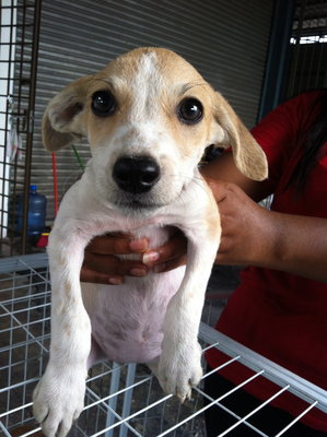 Urgent Adoption  - Terrier Mix Dog