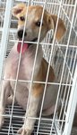 micky, Female, 2mths, dewormed and vaccinated, very loving, sweet and playful