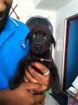 becky, female, 1 mth, dewromed, very sweet and playful 