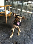 male, 4mths, very active and playful, dewormed and vaccinated