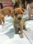 Coco, 1mth, female, dewormed