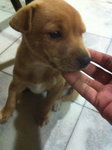 Coco, 1mth, female, dewormed
