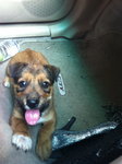 Simba, male, terrier, short breed, 3mths, dewormed, shy boy