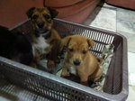 Simba, male, terrier, short breed, 3mths, dewormed, shy boy with Coco