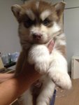 Dark Copper Husky - Siberian Husky Dog