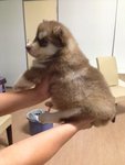 Dark Copper Husky - Siberian Husky Dog