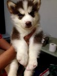 Dark Copper Husky - Siberian Husky Dog