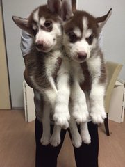 Dark Copper Husky - Siberian Husky Dog