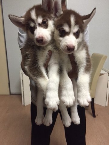 Dark Copper Husky - Siberian Husky Dog