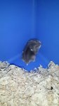 PF48338 - Short Dwarf Hamster Hamster