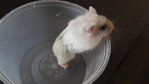 PF48338 - Short Dwarf Hamster Hamster