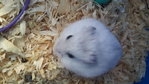 PF48338 - Short Dwarf Hamster Hamster