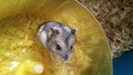 PF48338 - Short Dwarf Hamster Hamster