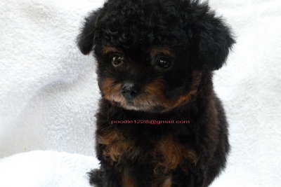 6taiwan Tiny Poodle  - Poodle Dog