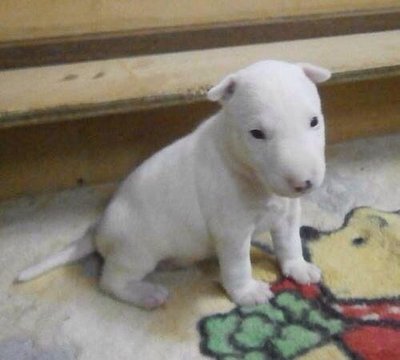 Show Breed Miniature Bull Terrier  - Bull Terrier Dog